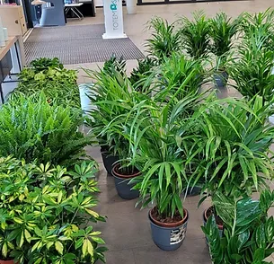 Single Blog Plants for all the classrooms